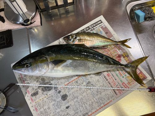 ワラサ