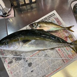 ワラサ