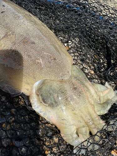 コウイカの釣果