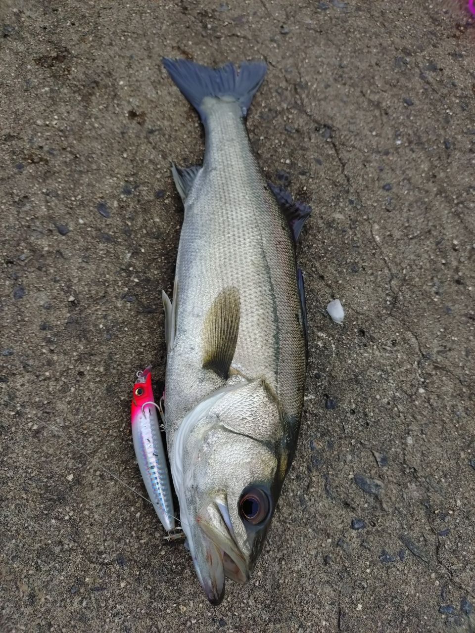 AbuGarcia ソルティーステージ プロトタイプ ベイトフィネス