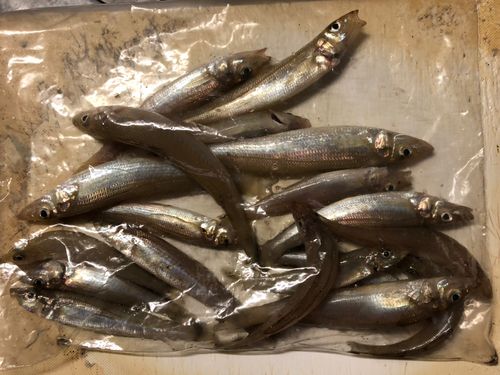 キスの釣果