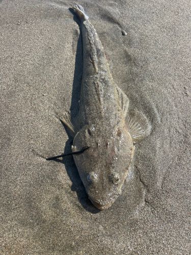 マゴチの釣果