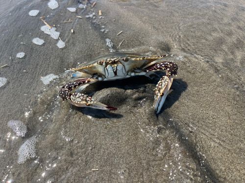 ワタリガニの釣果