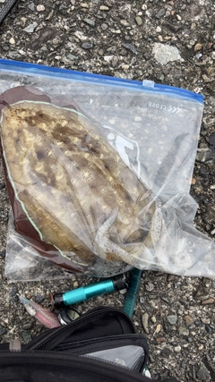 モンゴウイカの釣果