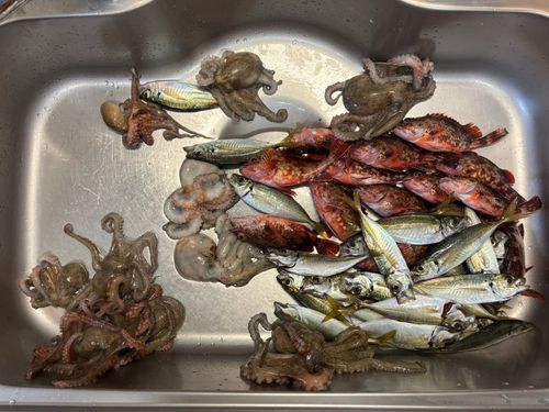 マダコの釣果