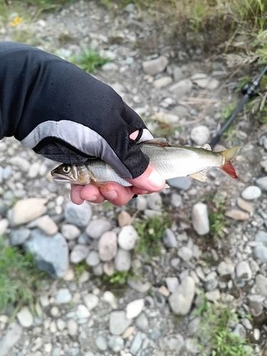 アユの釣果
