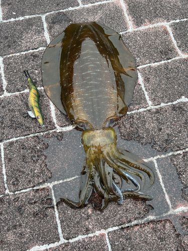 アオリイカの釣果
