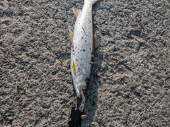 ウミアメの釣果