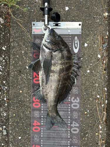 チヌの釣果