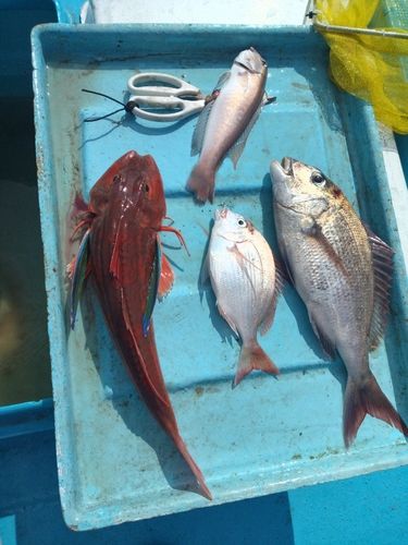 マダイの釣果