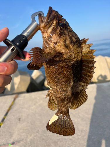 クロソイの釣果
