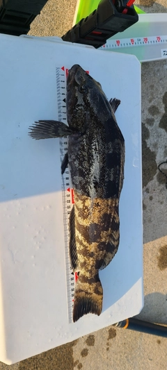 アイナメの釣果