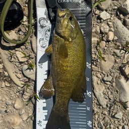 スモールマウスバス