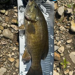 スモールマウスバス