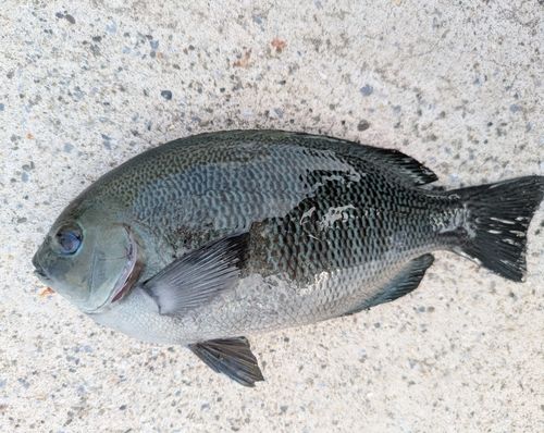 メジナの釣果
