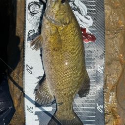 スモールマウスバス