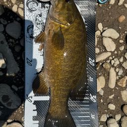 スモールマウスバス