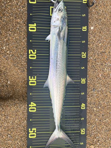 サゴシの釣果