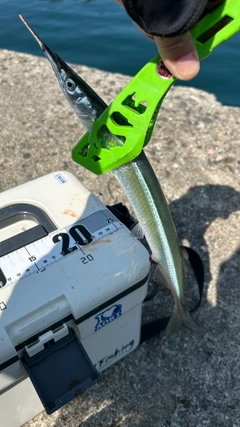 サヨリの釣果
