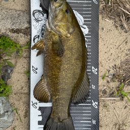 スモールマウスバス