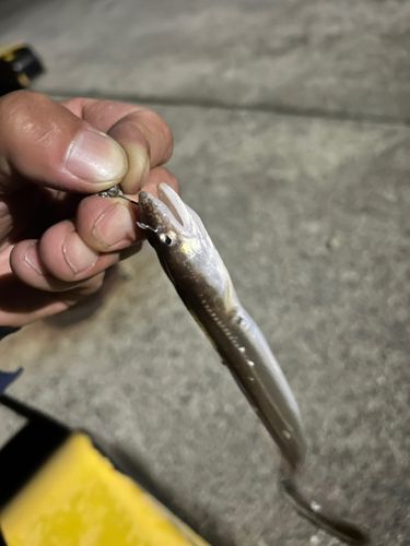 マアナゴの釣果