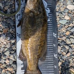 スモールマウスバス