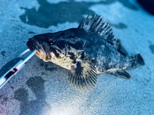 ベッコウゾイの釣果
