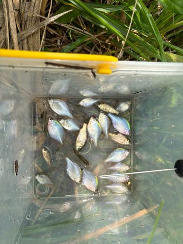タナゴの釣果