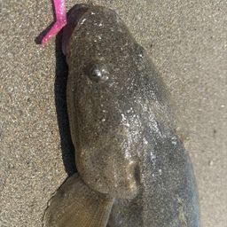 マゴチ
