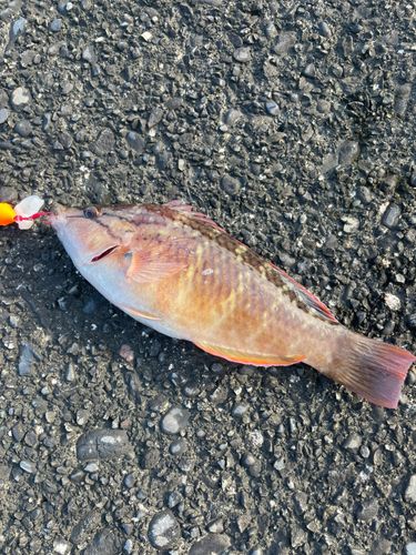 ベラの釣果