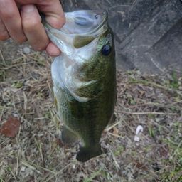 ラージマウスバス