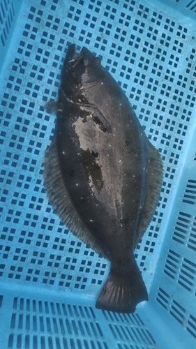 ヒラメの釣果