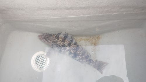 アブラコの釣果