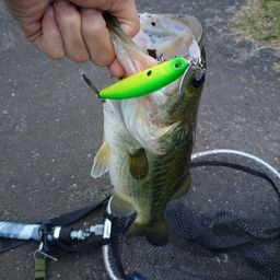 ラージマウスバス