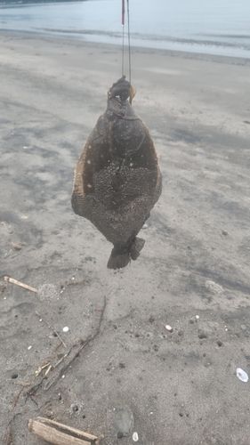 イシガレイの釣果