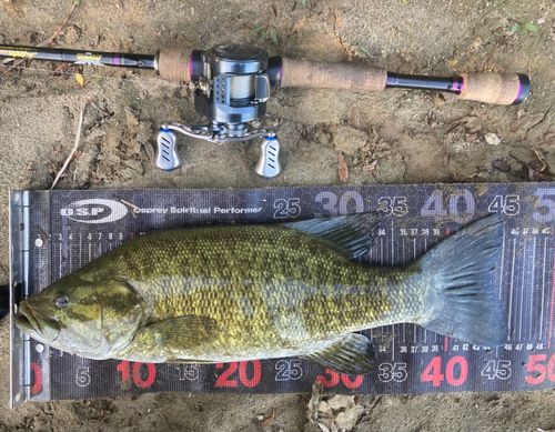 スモールマウスバスの釣果