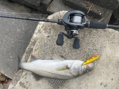 スズキの釣果