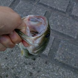 ラージマウスバス