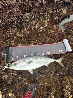ブリの釣果