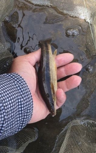 アユの釣果