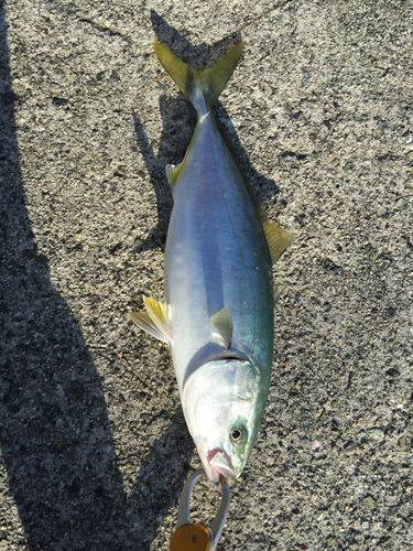 ツバスの釣果