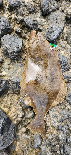 ヒラメの釣果