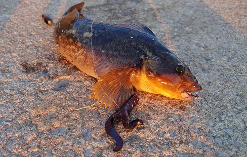 アイナメの釣果
