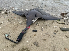 ナルトビエイの釣果