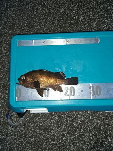 クロメバルの釣果