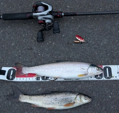 アメマスの釣果