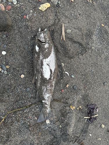 ウミサクラの釣果