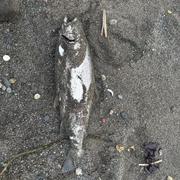 ウミサクラ