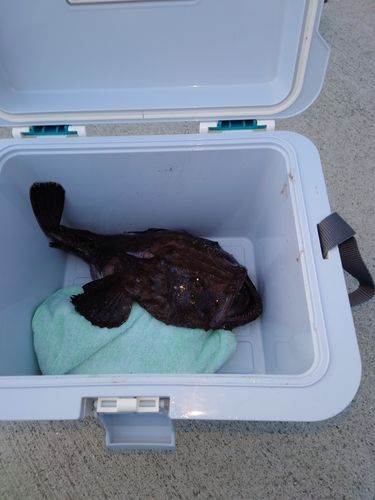 アンコウの釣果