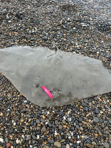 ツバクロエイの釣果